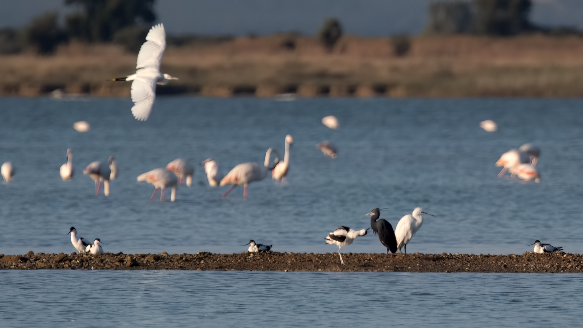 Western Reef-Heron — Ana fotoğraf
